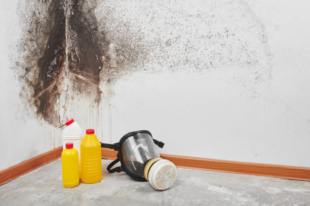 Mold Removal Process in Evans, GA