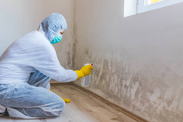 Best Mold Damage Repair  in Evans, GA