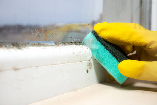 Best Certified Mold Removal  in Evans, GA