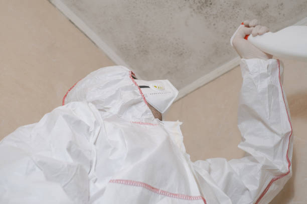 Best Best Mold Removal Companies  in Evans, GA