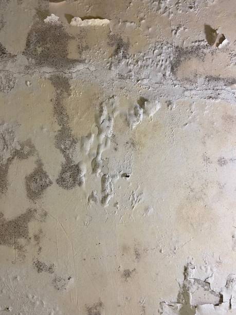  Evans, GA Mold Removal Pros