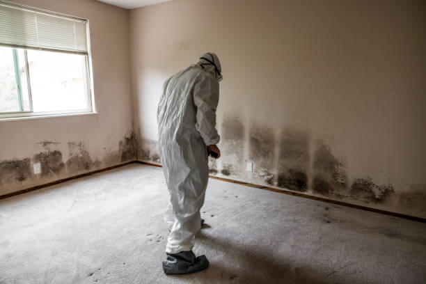 Best Black Mold Removal  in Evans, GA