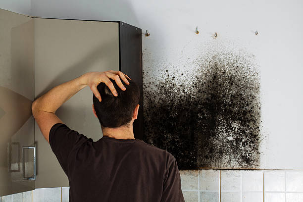 Best Local Mold Removal Service  in Evans, GA