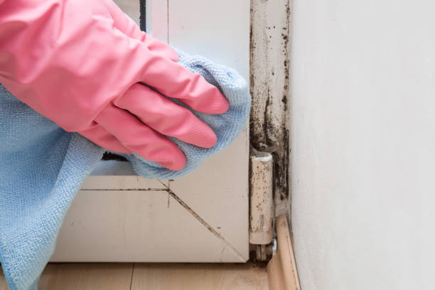 Best Emergency Mold Removal  in Evans, GA