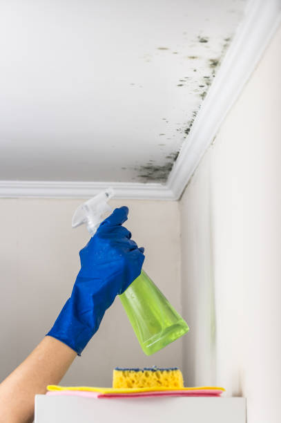 Best Mold Remediation  in Evans, GA